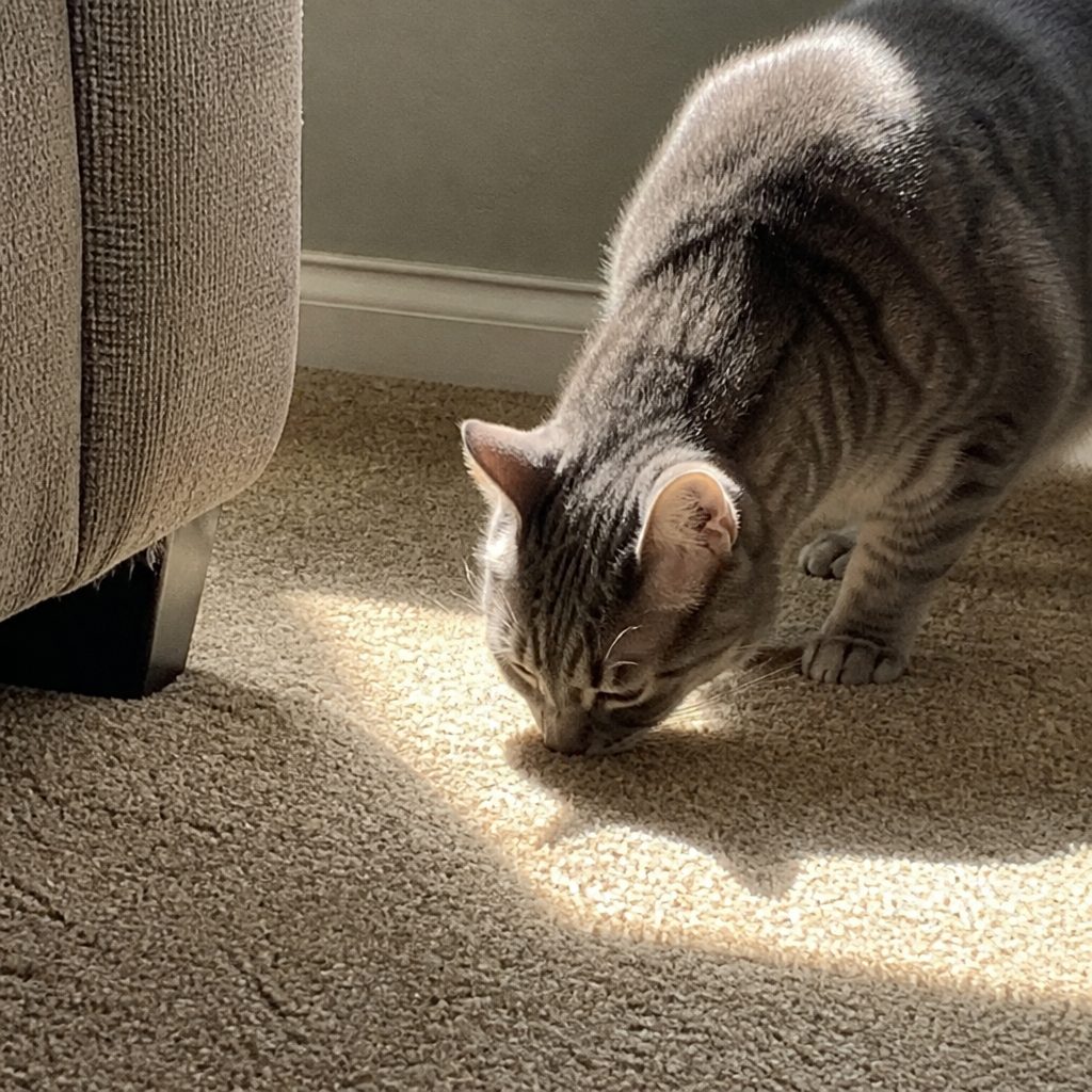 Cat sniffing the same spot of carpet in the sun